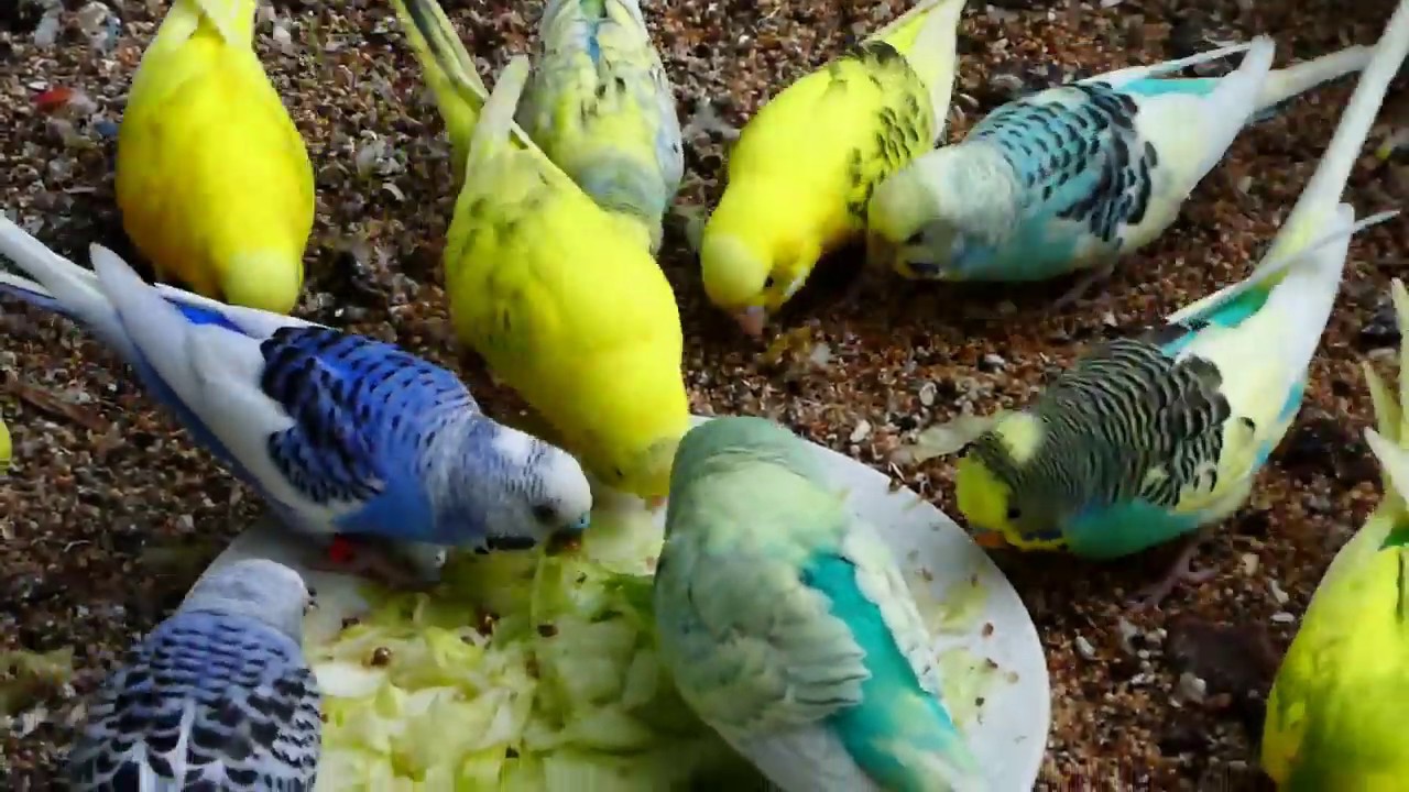 grasparkieten eten graag sla YouTube grasparkieten eten graag sla YouTube
