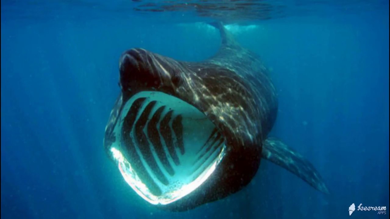 Scientists Track 'Mysterious' Basking Sharks