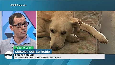 ¿Puede un perro vacunado contagiarle la rabia?