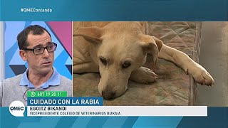 Vacuna de la rabia en perros: por qué deberíamos ponerla aunque no sea obligatoria