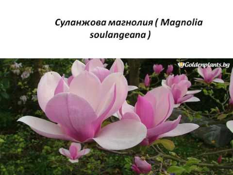 Видео: Магнолия (23 снимки): описание на дървета и техните цветя, засаждане. Грижа за открито с магнолия. Какво представлява този храст и къде расте? Сортове за Московска област и други р