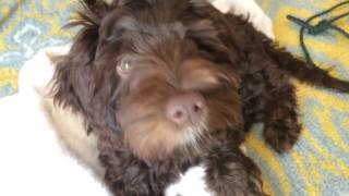 Lil labradoodle puppy Ruby's first 3 months living with us