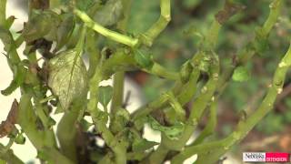 Green and Growing Tip: Impatiens Downy Mildew