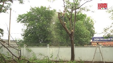 Đảm bảo an toàn cây xanh trong tường học mùa mưa bão
