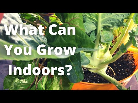 Video: Kas ir džungalo: informācija par iekštelpu džungalo dārzniekiem