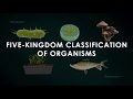 Five kingdoms of classification / #studyanimated