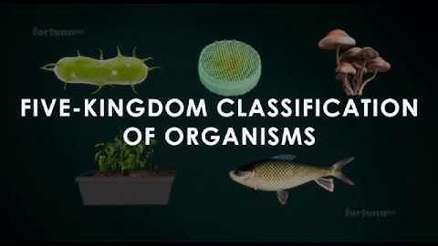 Five kingdoms of classification / #studyanimated