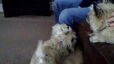 max & lassiter play!