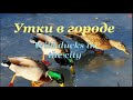 Дикие утки.Ducks in the city.