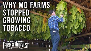 Why Maryland Farms Stopped Growing Tobacco