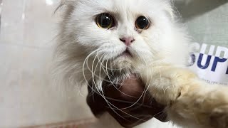 Persian cat ￼treaming and shower