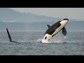 Saving the Orcas Special Report