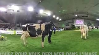 vidéo 360 : le concours prim'holstein du Space 2016