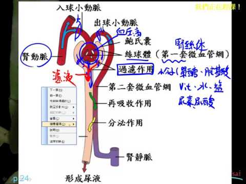 基礎生物3 3 10腎臟產生尿液的過程一博