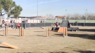 Betty Boop Rsce Neo Reus 22-12-13 Agility Agility Neo Reus