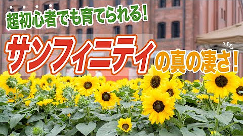 古屋悟司 Youtube