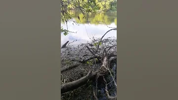 ГУСТЕРА НЕРЕСТИТСЯ!