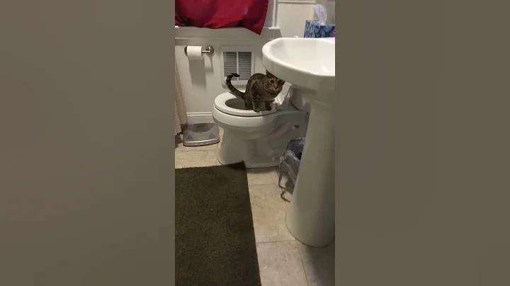 Watch the video about Nala the Bengal Snapchat Potty trained