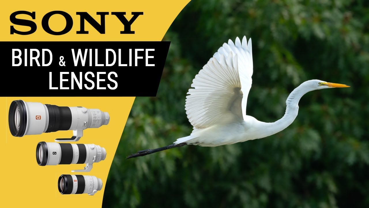 Sony a7 IV for birds in flight photography: First thoughts — Nature  Photography Blog