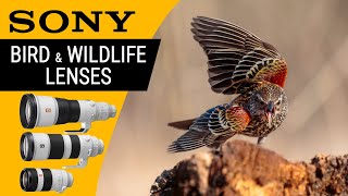 Review SONY Bird Photography Lenses for Wildlife Photos and Video
