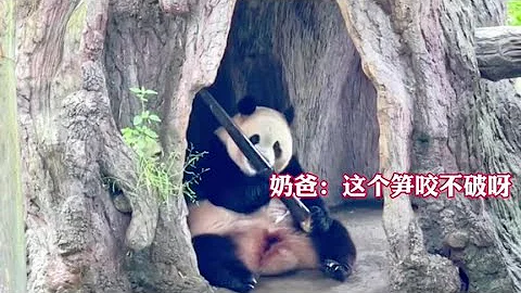 Fubao also has a helpless expression while holding a bamboo shoot - DayDayNews