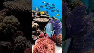 4K Ocean Wonderland 🌊🐠✨ – Mesmerizing Marine Life 🐳🪼 | Calm Blue Relax &amp; Sleep Ambience 🌙