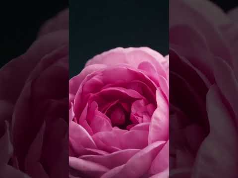 rose flower rising animation gif video