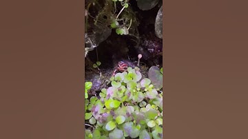 Multi-Species Dart Frog Ecosystem 🌱🐸