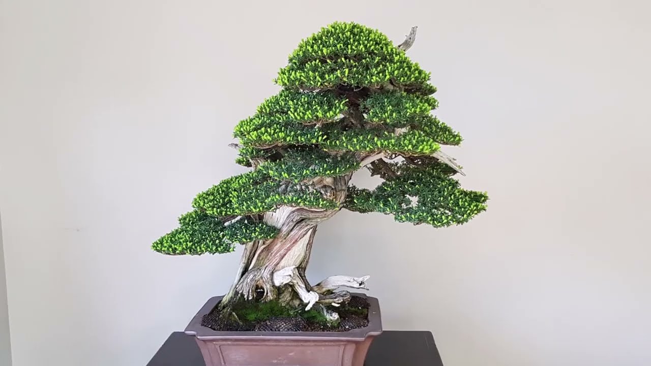 Japanese yew Bonsai - Taxus cuspidata - ci japoski