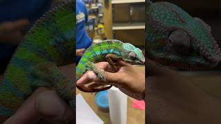 Beautiful Panther Chameleon #furciferpardalis