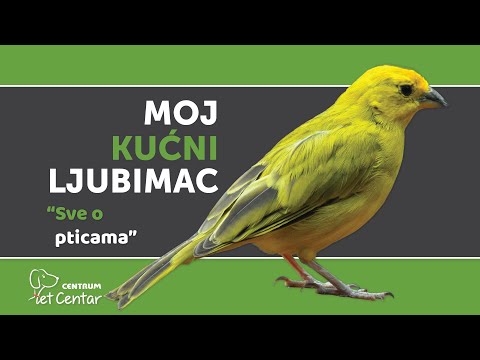 Moj kućni ljubimac | Ptice