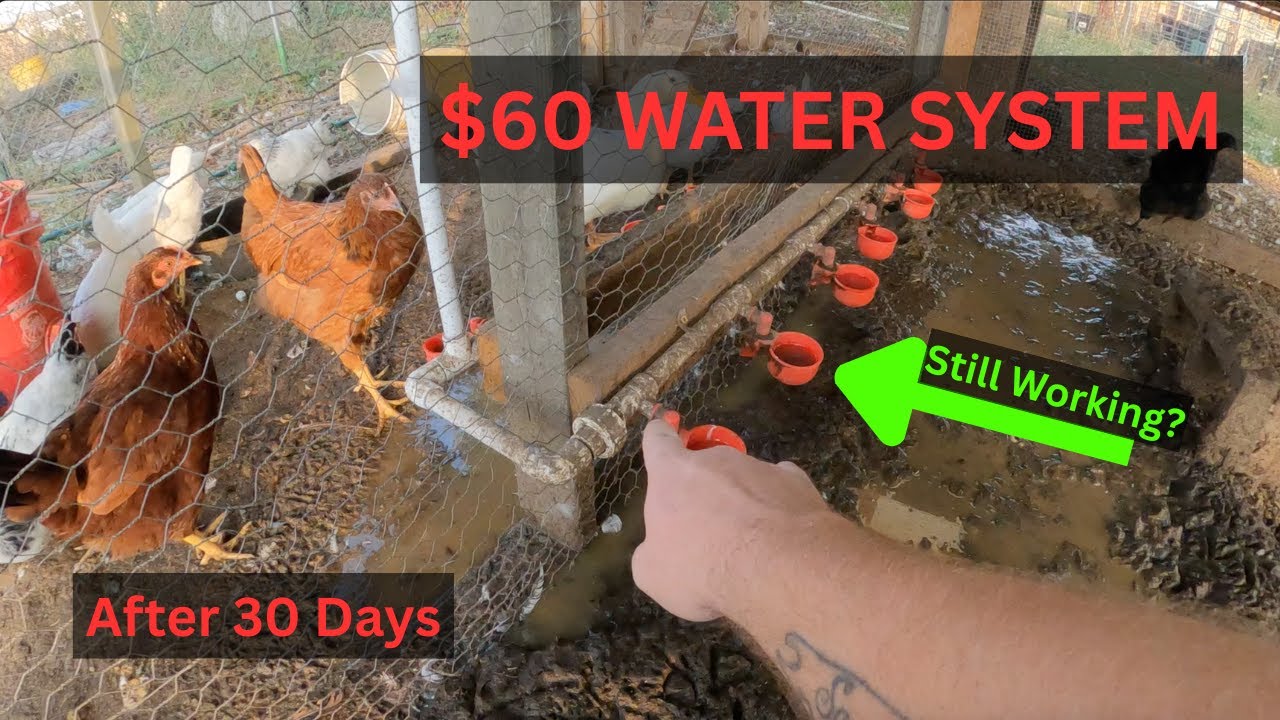 30 Days With This $60 Chicken Watering System   Honest Review
