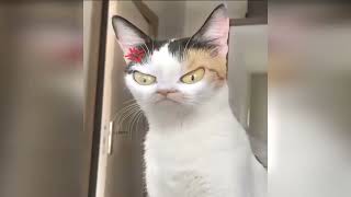 Little Funny Cats ,Cute Videos