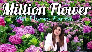 A MILLION FLOWER FARM || TOURIST ATTRACTION IN ALAPANG, LA TRINIDAD BENGUET by Beauty Hazzz 978 views 3 years ago 2 minutes, 25 seconds