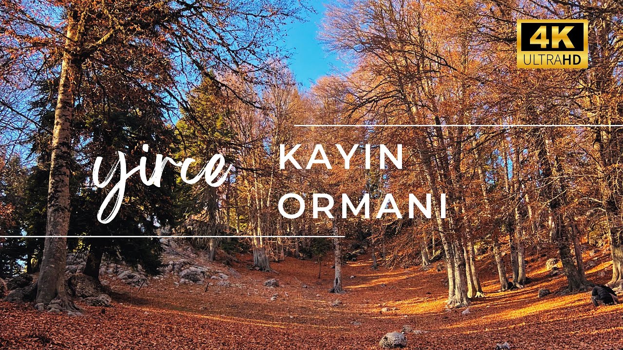 Sonbaharda Yirce Kayın Ormanları: Renk Cümbüşü ve Muhteşem Manzaralar! 🍁