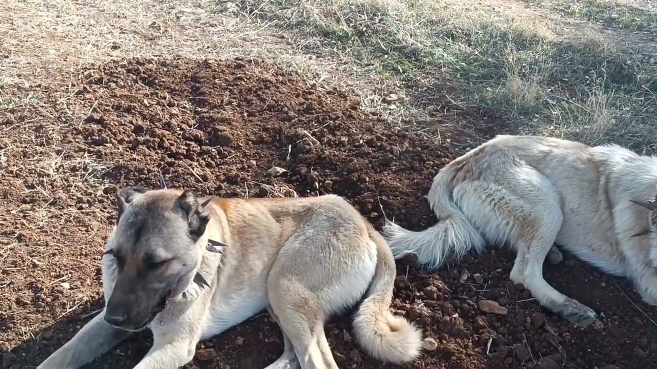 Ekip devamm #kangal #öneçıkar #keşfetedüş 