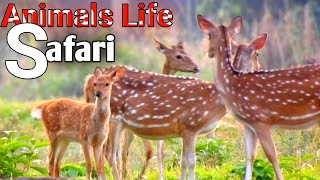 4k  jungle safaris | animal cams  | live animal video relaxing birds sound | wild animal