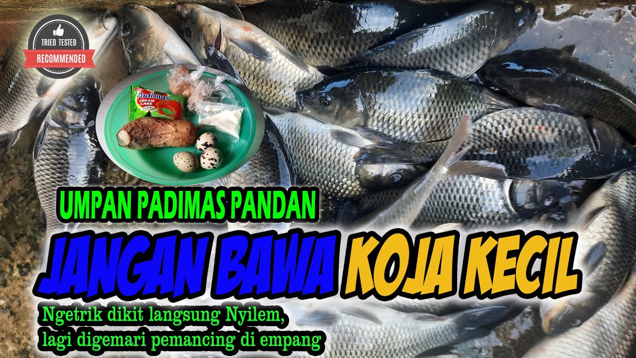 TERBARU! RAHASIA RACIKAN PADIMAS PANDAN AMIS WANGI UMPAN JITU MANCING