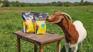 Goat Care 2X: An Economical Way to Deworm an Entire Herd