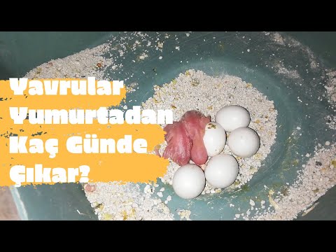 Muhabbet Kuşu Yavruları Yumurtadan Kaç Günde Çıkar | İlk Yumurtalar Hep Boş Mudur?