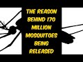 Genetically modified mosquitoes in Tamil | 170million GMO mosquitoes being released in Florida