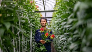 あぐりの地から〜グロリオサ〜12月21日放送