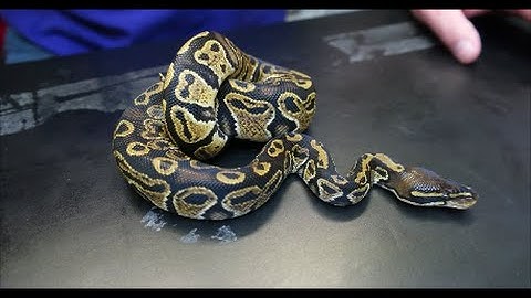 BLITZ ball python, Olympus reptiles.