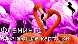 Фламинго. 🦩🦩🦩 Птицы. Обучающие Карточки.