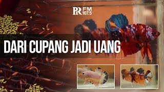 Menggiurkannya Bisnis Ikan Cupang, Dari Hobi Menghasilkan Uang