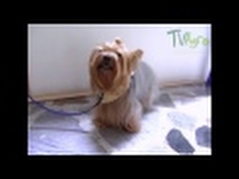 infeccion de micción linear unit perros antibiotico