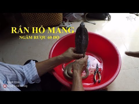 Video: Cách Làm Rắn Hổ Mang