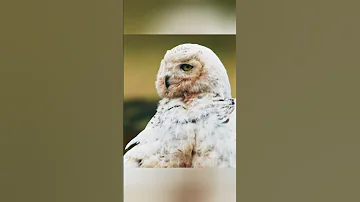 Snowy Owl Mother S Care How Alaskan Owls Raise Their Chicks 