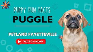Everything you need to know about Puggle puppies! by Petland Fayetteville No views 9 months ago 36 seconds