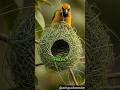Baya Weaver Builds a Million-Dollar Home 🏗️ | Baya Weaver Engineering